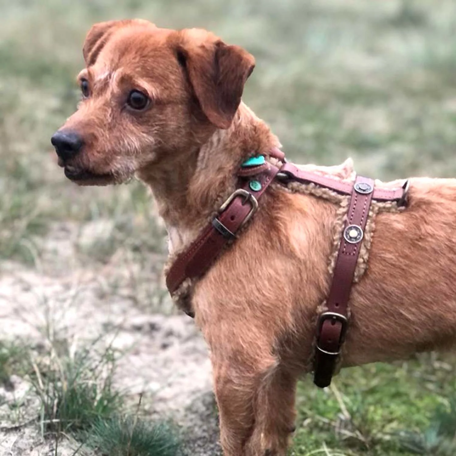 Σαμαράκι DWAM Teddy Dog Harness Small - Image 4